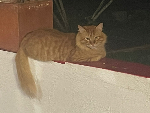 Guchi