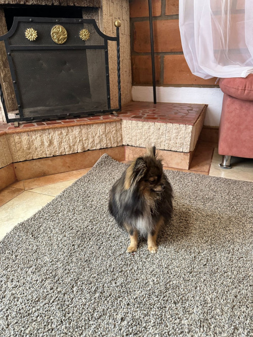 Romeo