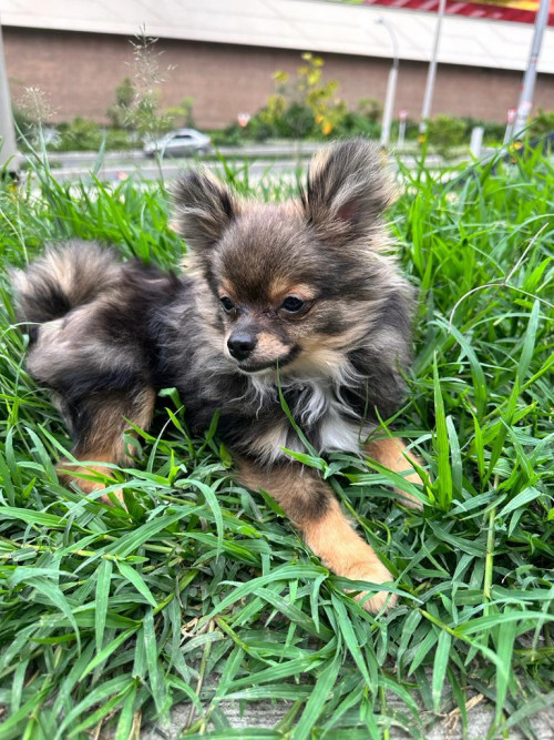 Romeo