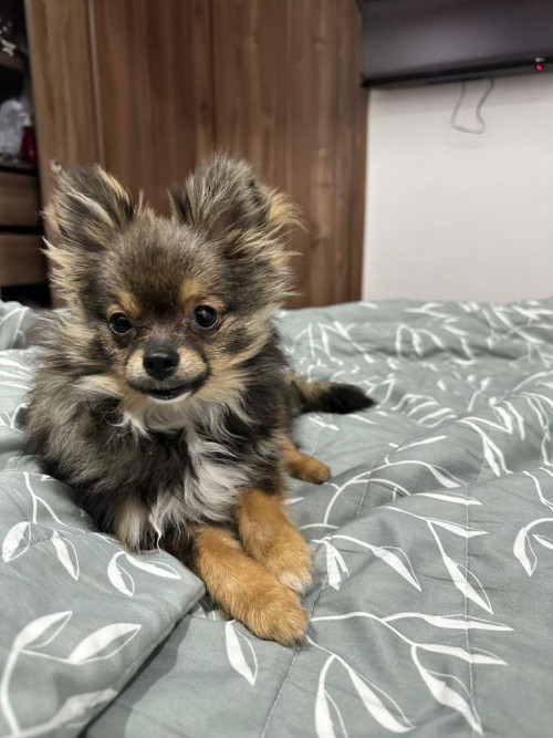 Romeo