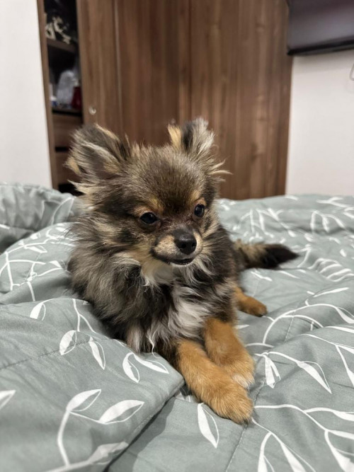 Romeo