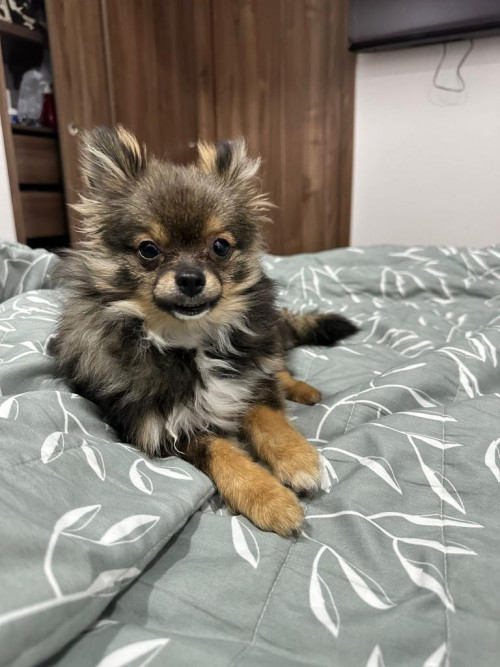 Romeo