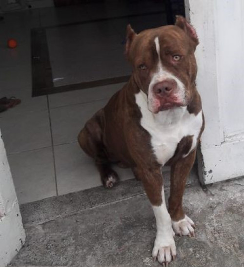Taizon