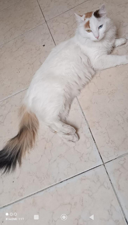 Luna