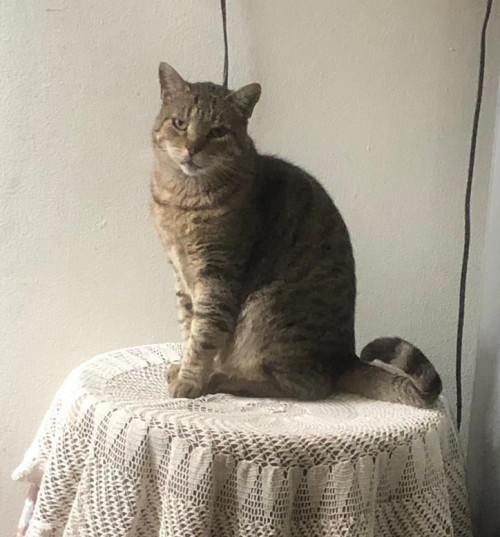 Michi