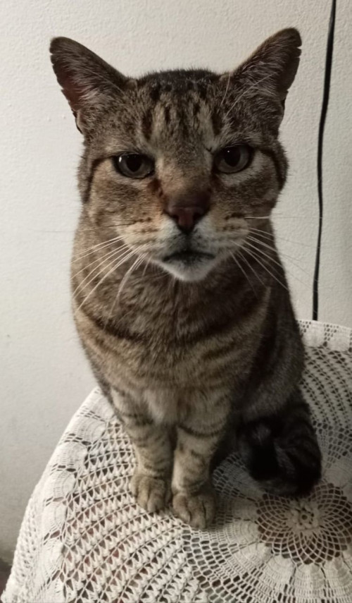 Michi