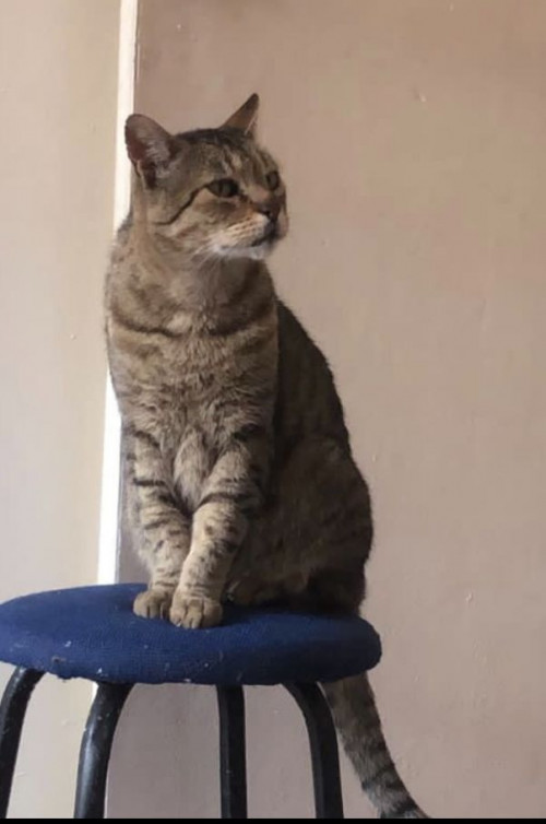 Michi