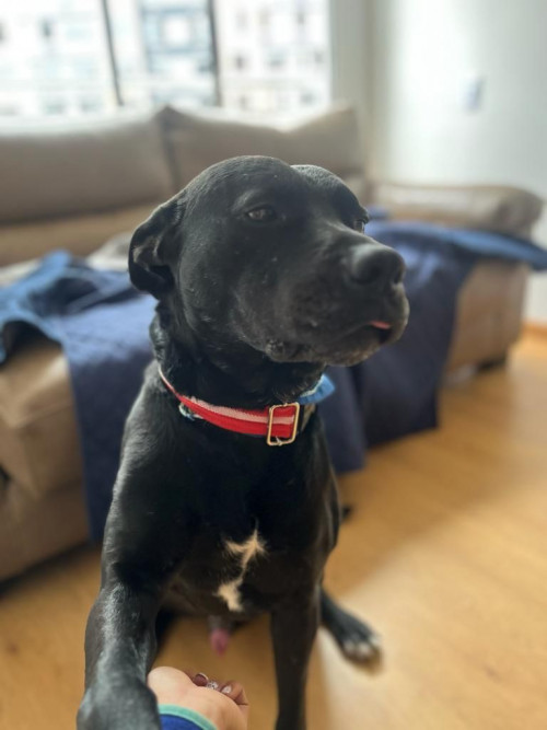 Perruncho