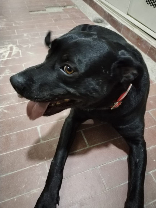 Perruncho