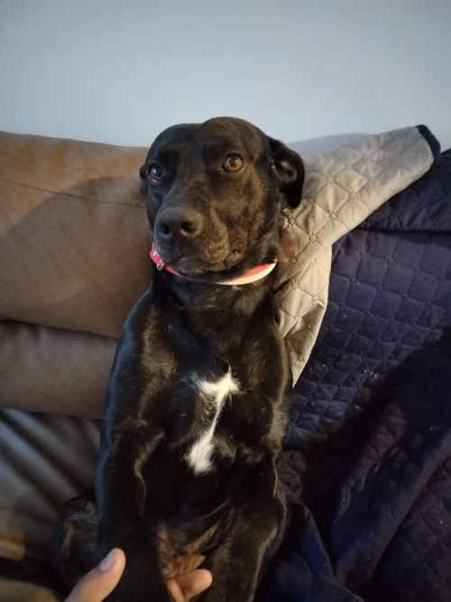 Perruncho