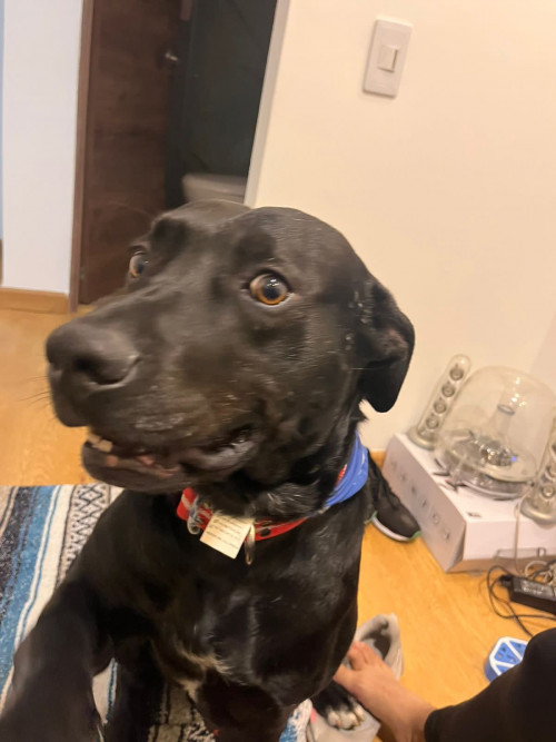 Perruncho