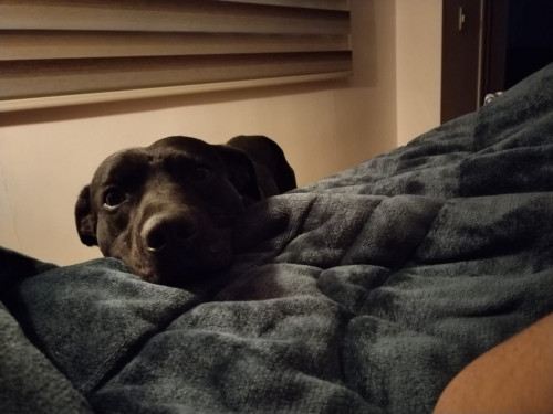 Perruncho