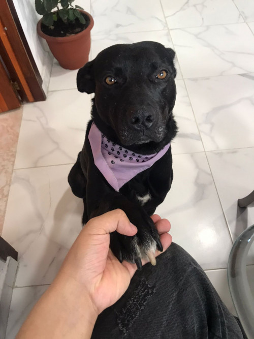 Perruncho