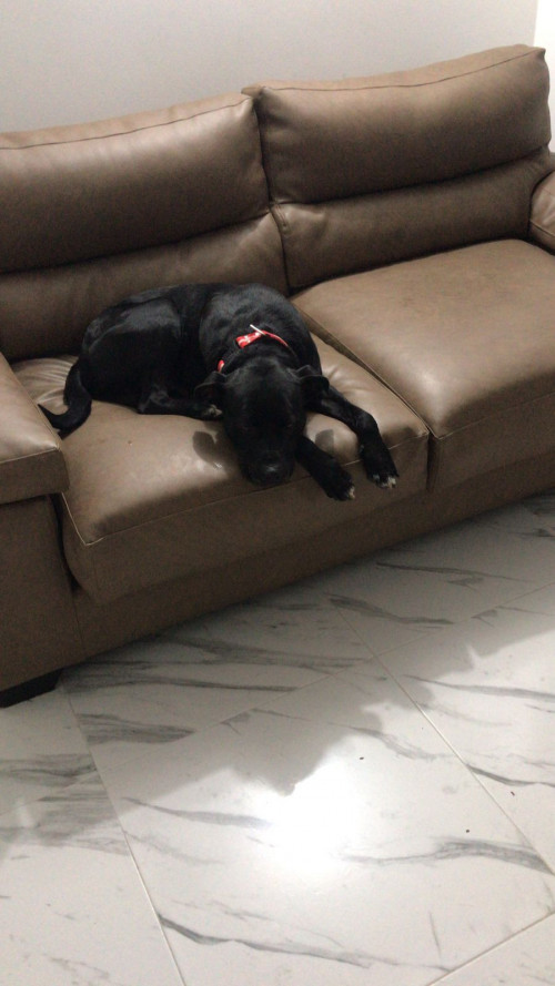 Perruncho