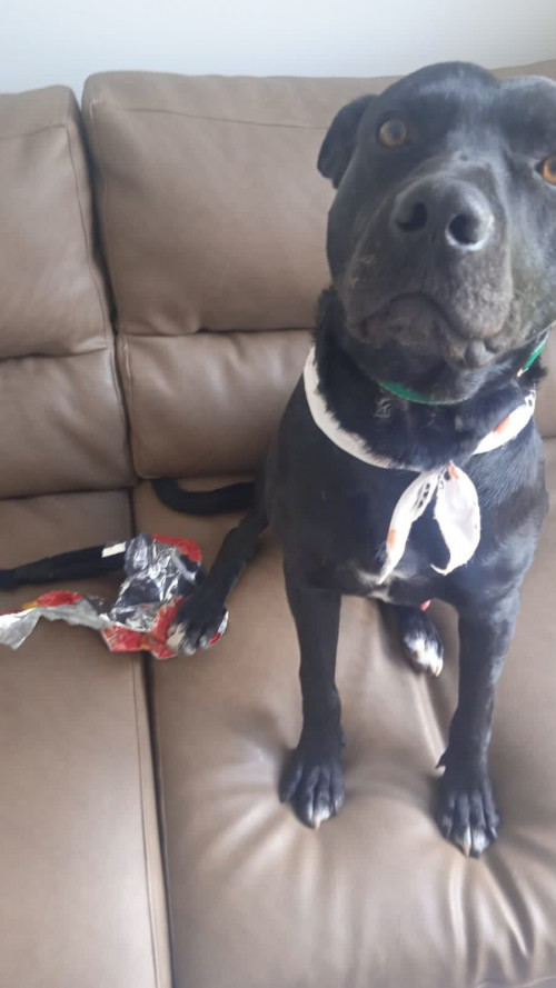 Perruncho