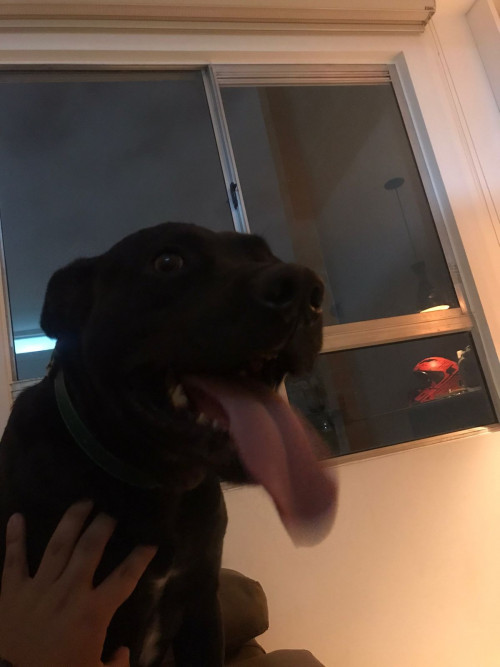 Perruncho