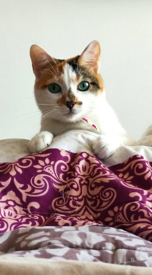 Mía