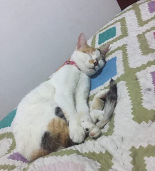 Mía