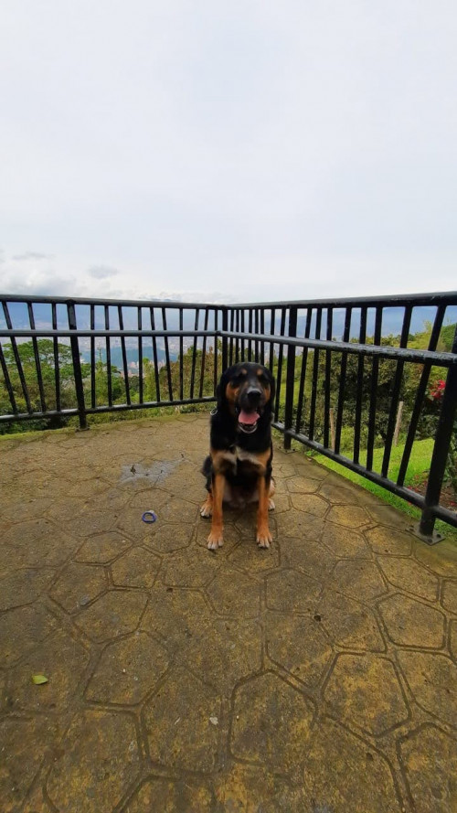 Tayson