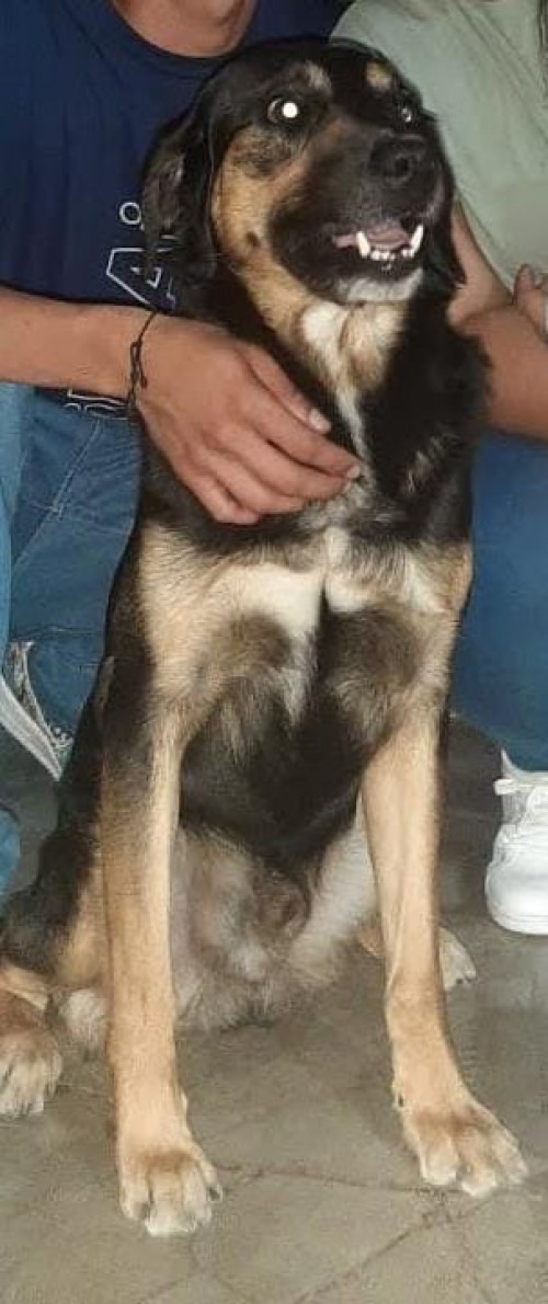Tayson