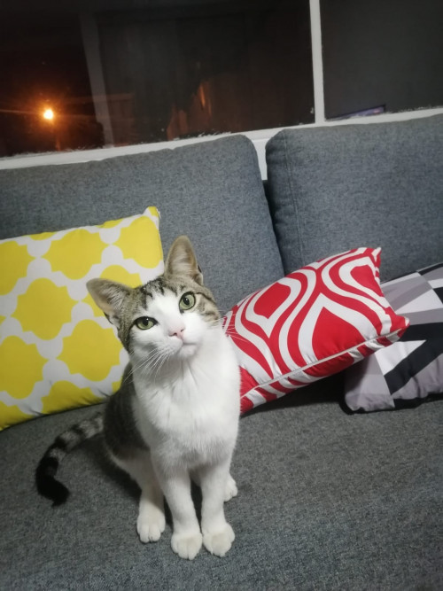 Floki