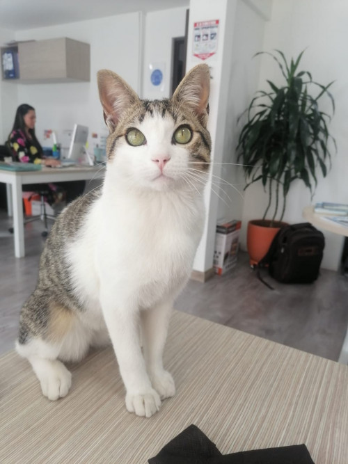 Floki