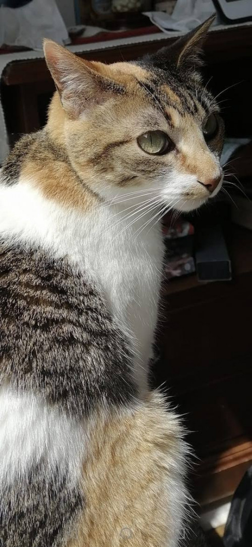 Julita