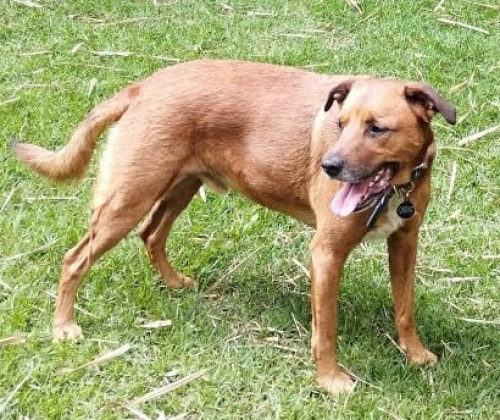 Bruno