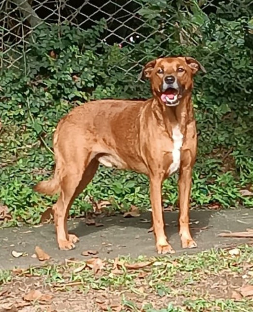 Bruno