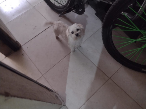 Copito