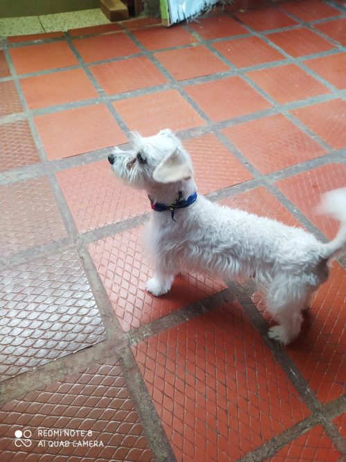 Copito