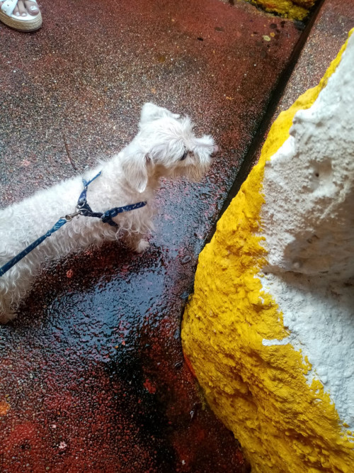 Copito