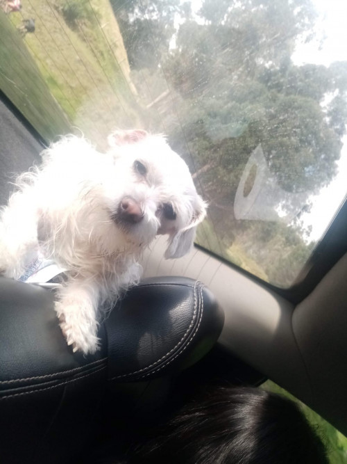 Copito