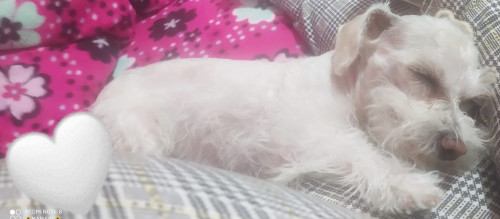 Copito
