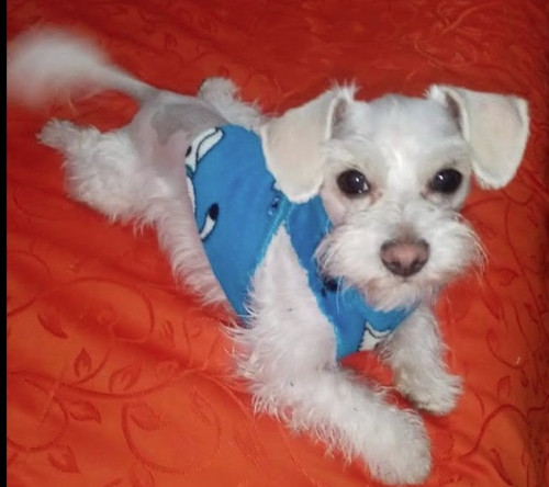 Copito