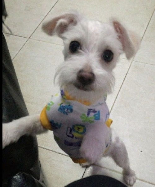 Copito