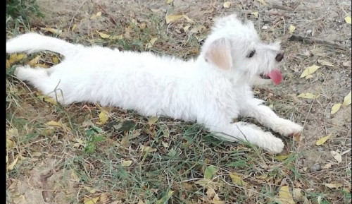 Copito