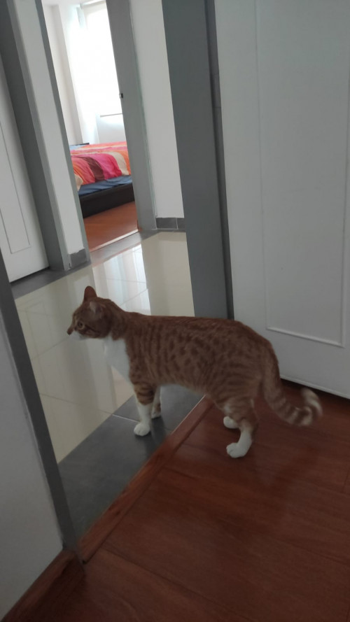 Aslan