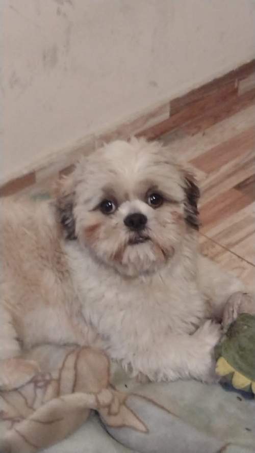 Pistacho