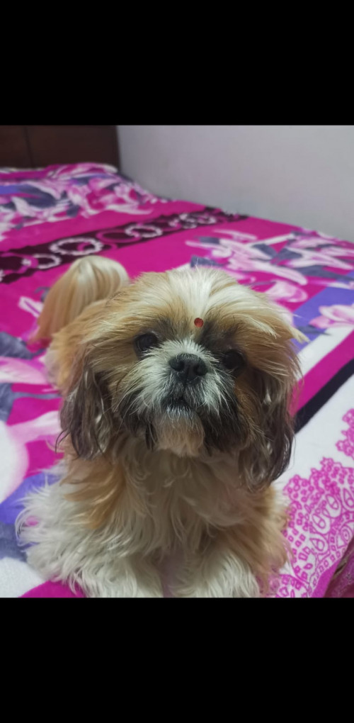 Lupe