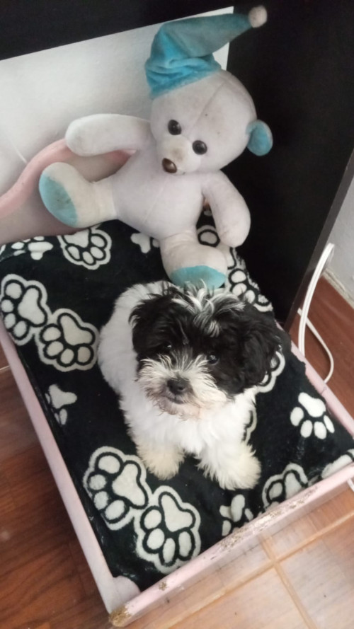Molly