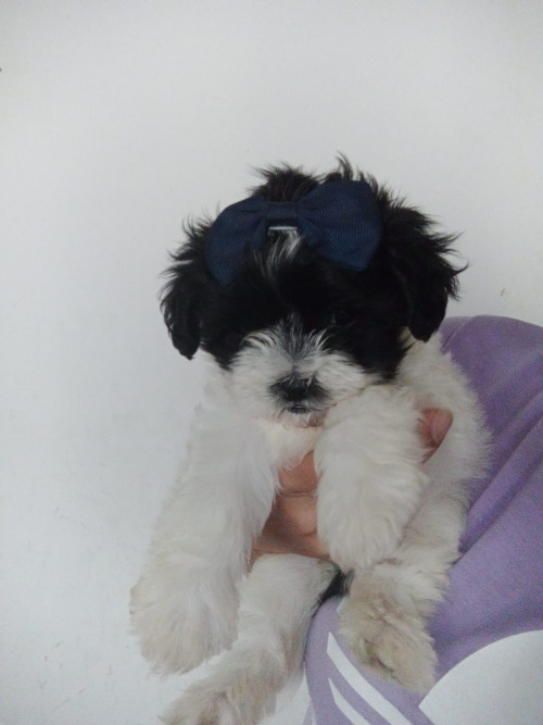 Molly