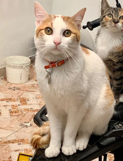Max
