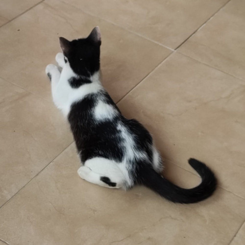 Venus