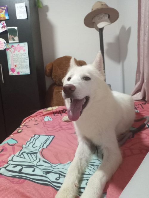 Maya