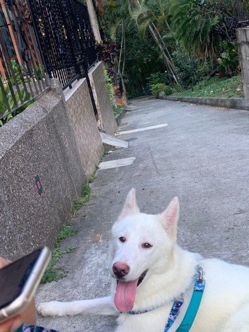 Maya