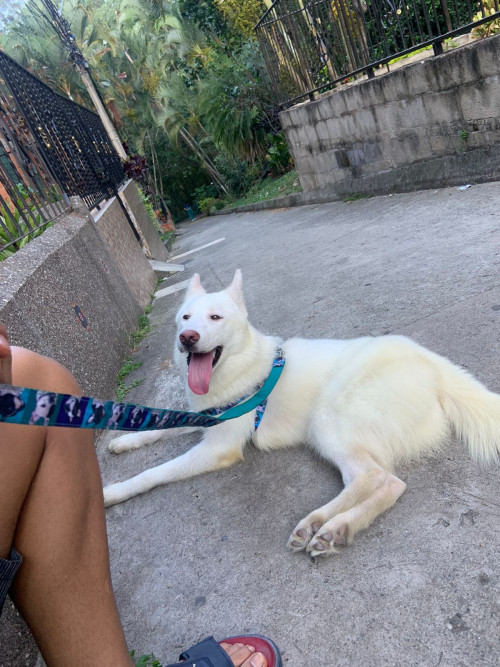 Maya