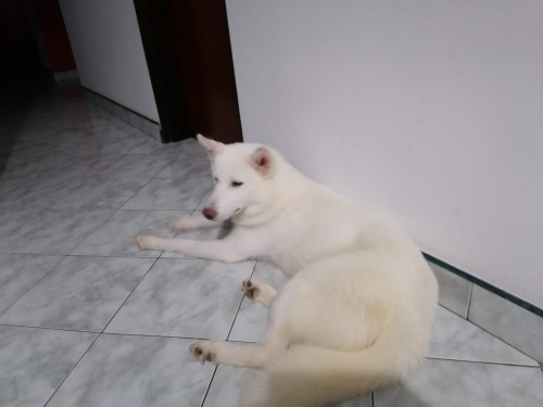 Maya
