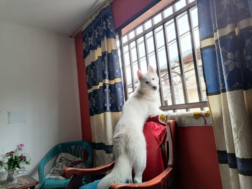 Maya