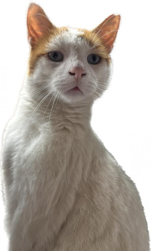 Rafael